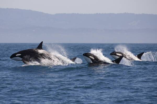 Great Bear Rainforest killer whales, Orcas